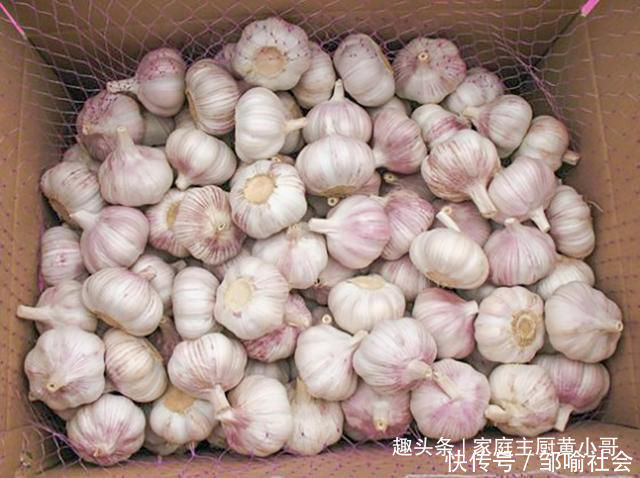 发芽|家里保存大蒜其实很简单,教你个土法子,别再担心大蒜长芽干瘪了