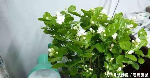 养茉莉花，只用了一个小诀窍，花开的又多又香，太赞了