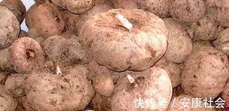 黑木耳|它是便秘的“克星”, 每天吃点, 排便又快又畅通, 比药都管用