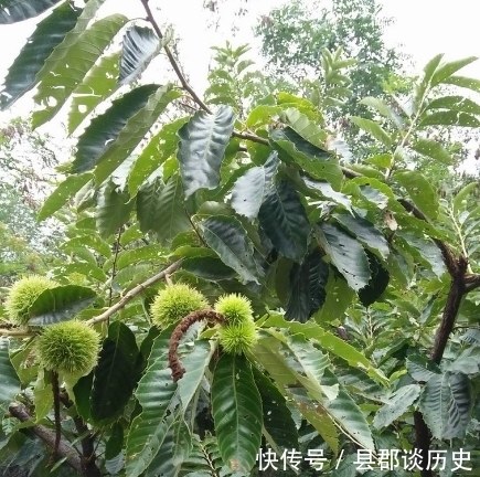 糖稀|它是“干果之王”,维C含量是苹果的10倍,冬天炒着吃太香了!