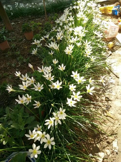 一年生一窝的5种花，越养越多，养它们不花钱还能赚钱！