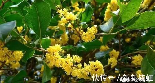 旺财|6种花镇宅旺财,净空气促健康,养过的都说“值得”!
