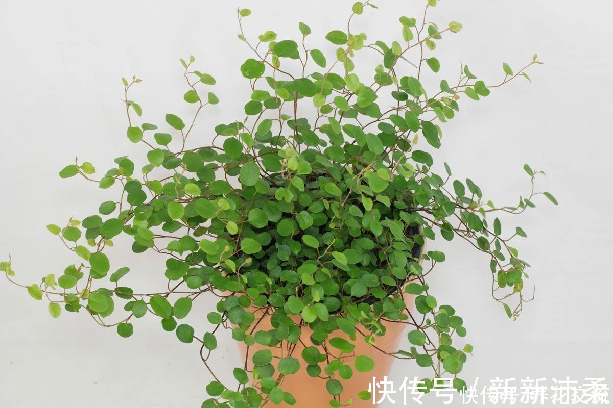 竹芋|6种常见的弱光植物,能室内半阴的环境,养窗台便可维持良好状态