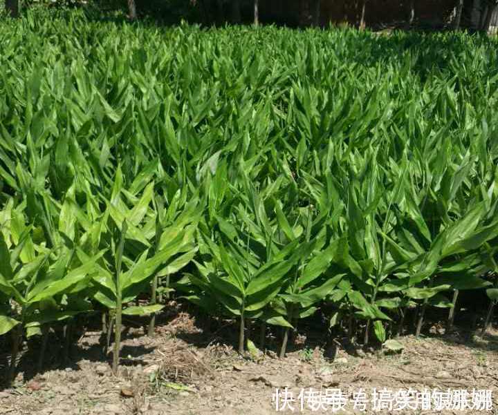 阳荷|年轻人无人吃,农民当成猪青料,国外稀少当成宝,其实价值很高