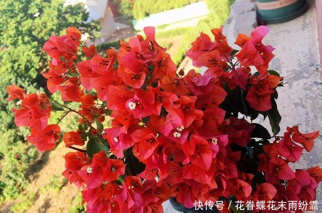 浇水|三角梅快掉光叶了怎么办扦插苗，养根是重点，浇水是关键