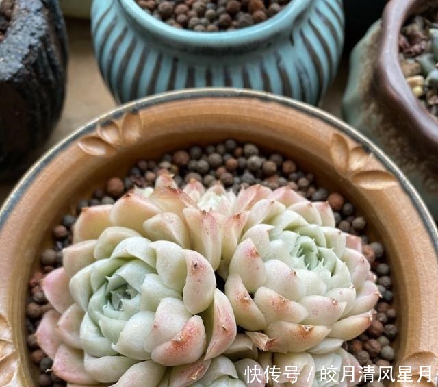 度夏|绿了也是心头肉,开始为度夏担忧!