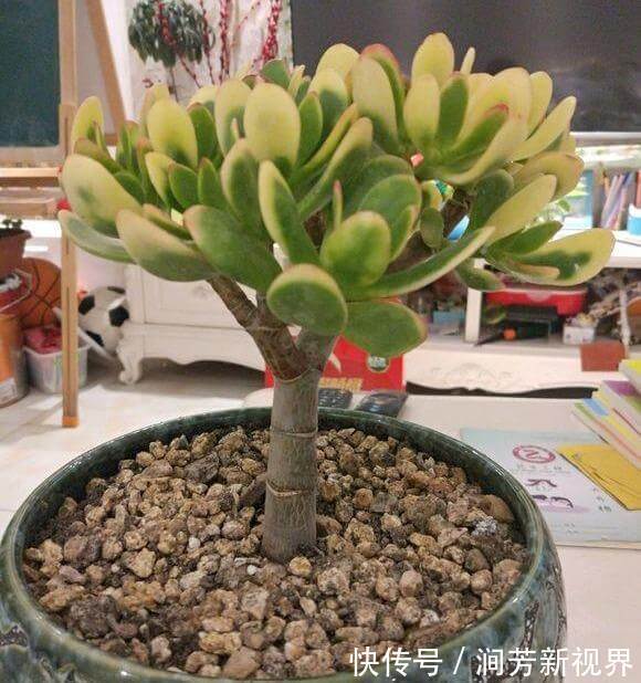 肥厚|养玉树,一月浇2次“壮骨肥”,叶片肥厚岁岁开花,变“传家宝”