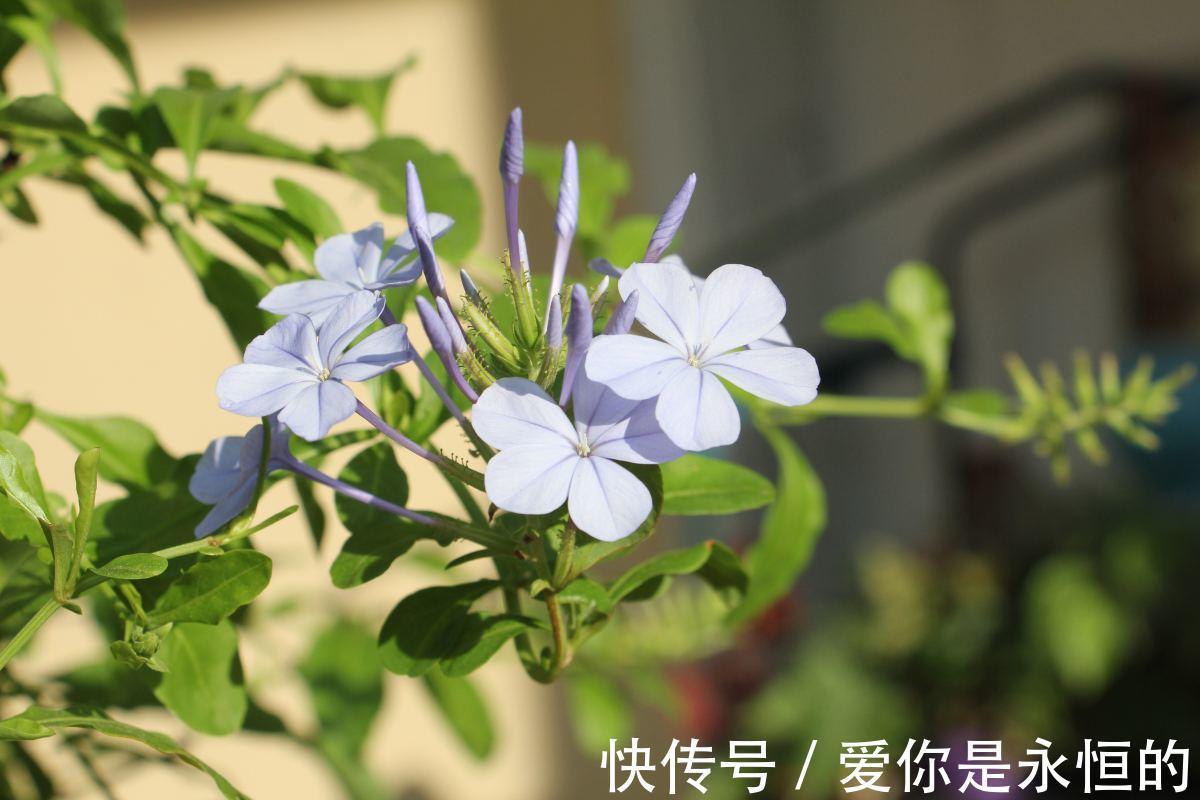 修剪|这花长得巴掌大,越晒花越多,一不小心就开成瀑布!
