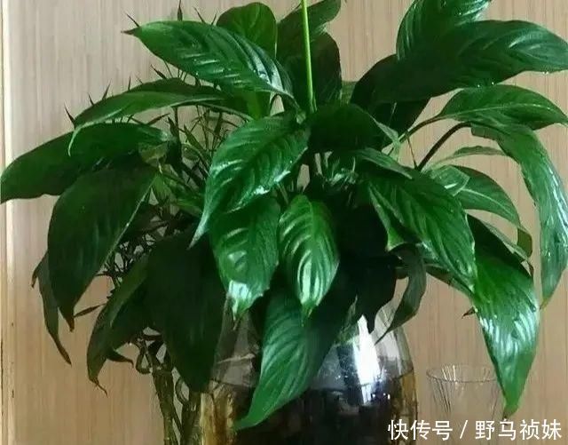 叶子|6种花一天不浇水,叶子就耷拉,缺水3天就死翘