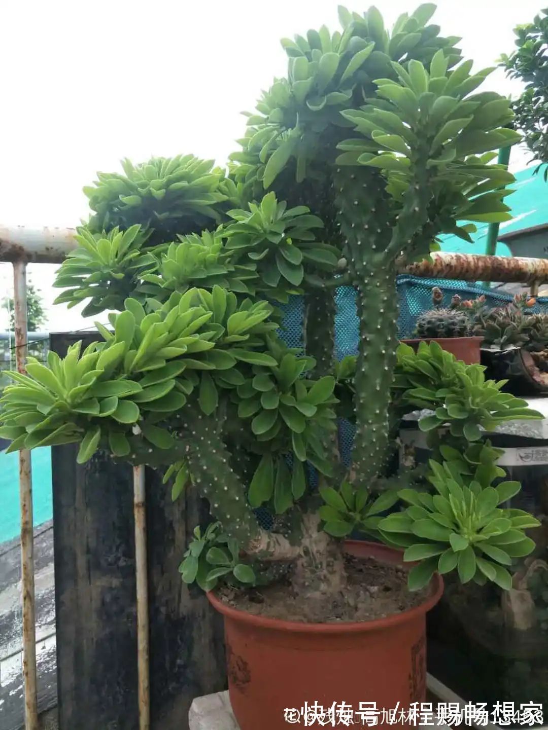 养花6种“丑八怪”,放在家里能镇宅,养的越久越气派