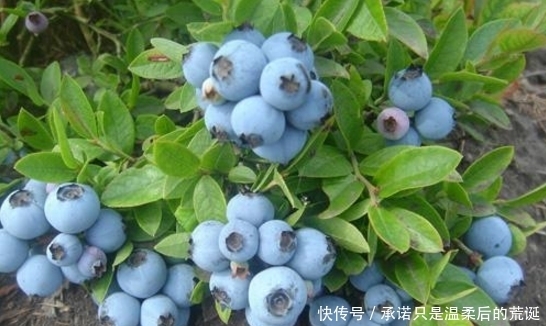 蓝莓|家里边最好养的水果盆栽,开花好看果好吃,还能保护视力!