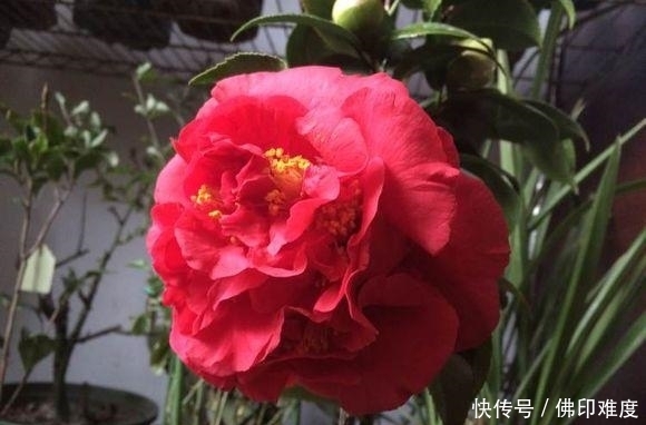 香水|比香水还香的茶花珍品,花色艳,巨型花,长势旺,被誉为茶花之王