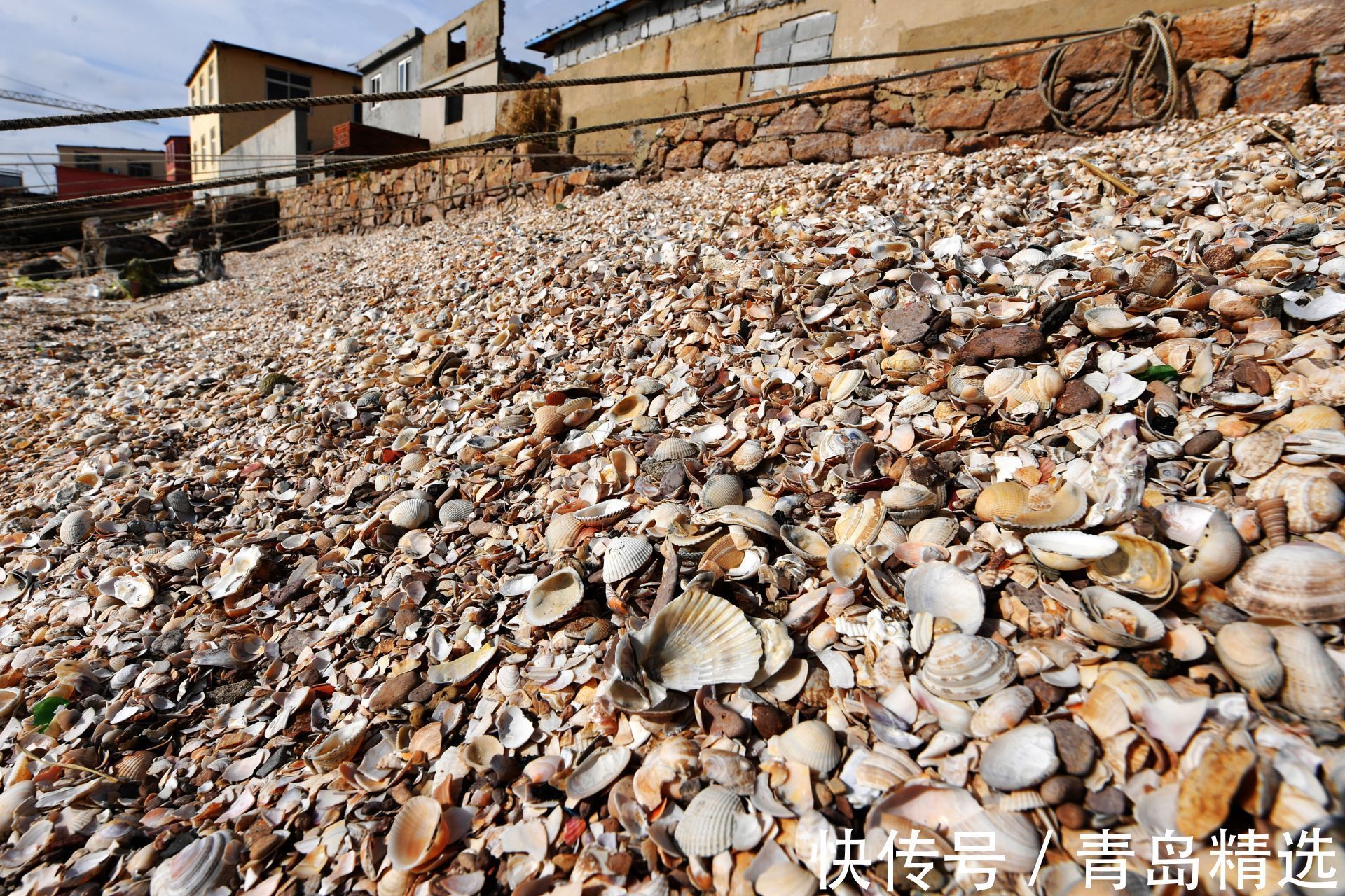 甲壳|青岛这片“贝壳海滩”，你见过么？