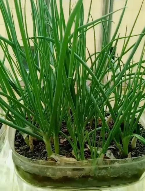 别再嫌弃油桶没用了,处理一番栽花种菜做支架,让城里人长见识