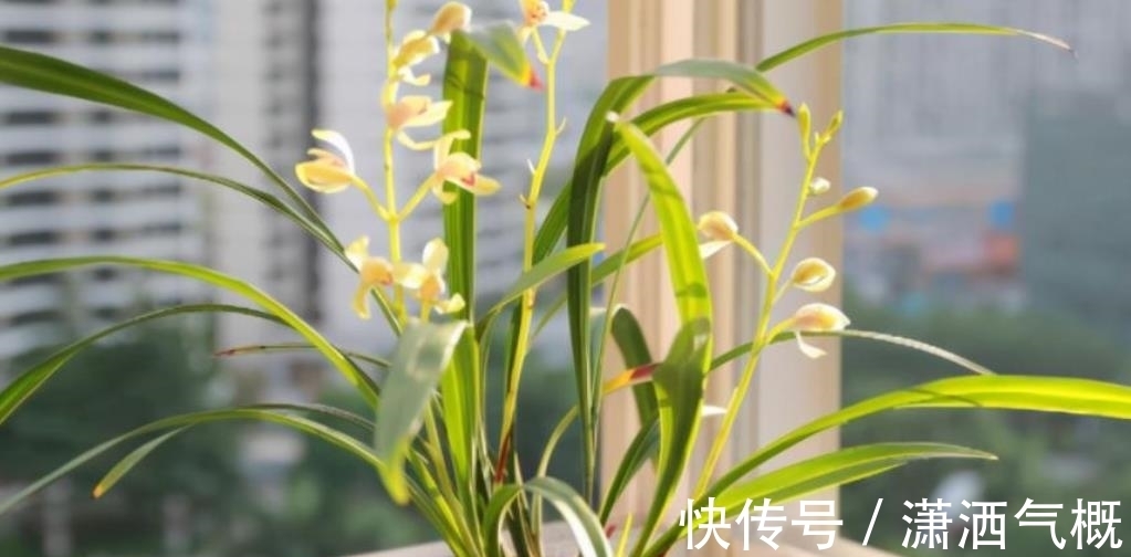 冬天给兰花晒太阳,了解掌握2个要点,长势旺开花美,新手来学学