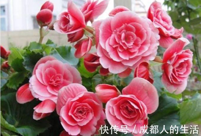 清丽|4种花一养就上瘾,沾土就活,花期长达200天,阳台养出小花园