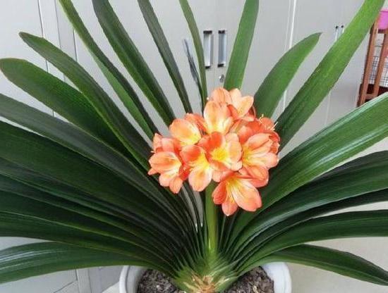 叶子|养殖君子兰该如何补充养分3种东西,让它嗖嗖地开花、疯长