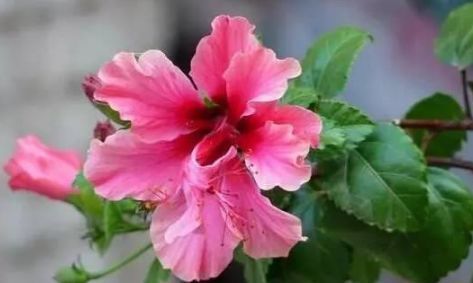 此5种花不买简直是巨亏,花期超长,可以天天赏花了