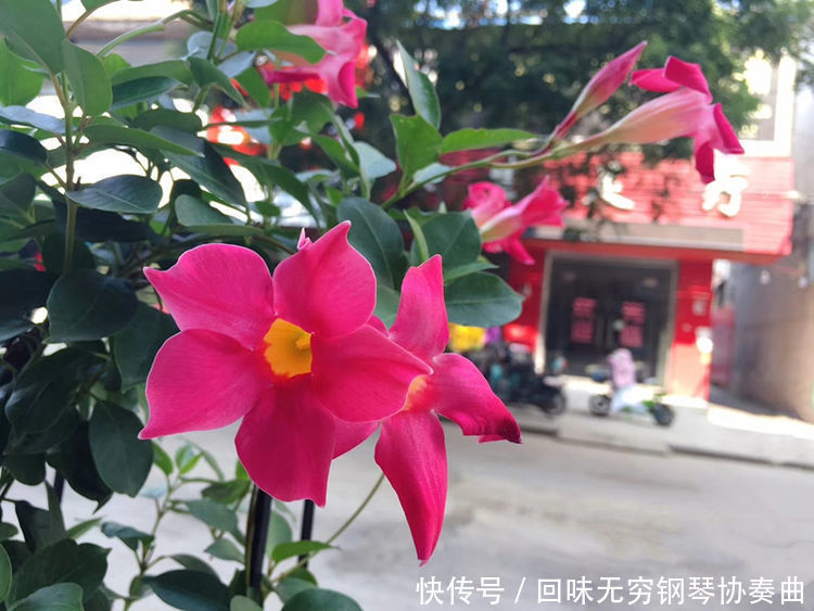 4种花养在家里,被称为花卉界的劳模,开花漂亮一年不停