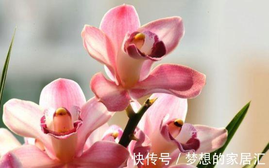 植物|农历7月15日开始，居家养这几款植物，花期特别长，花型奇特美丽