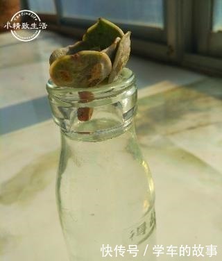 这4种情况要给多肉“砍头”,注意5点,1棵变2棵还带爆头效果!