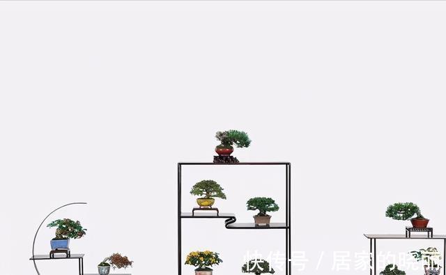 植株|制作微小型盆景,素材的选择是关键,教你如何快速地获取优质素材