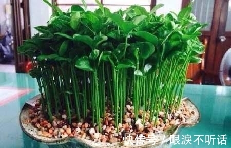 养花高手种“水果”盆景,3种“籽儿”栽盆里,30天长成盆栽