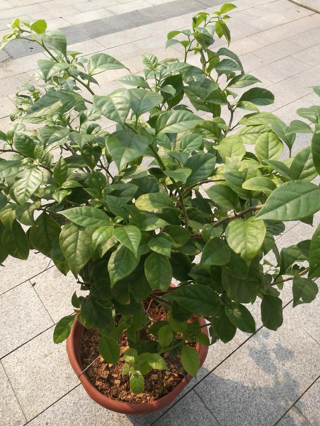 三角梅不开花12字的养护技巧，让它马上变成开花机器