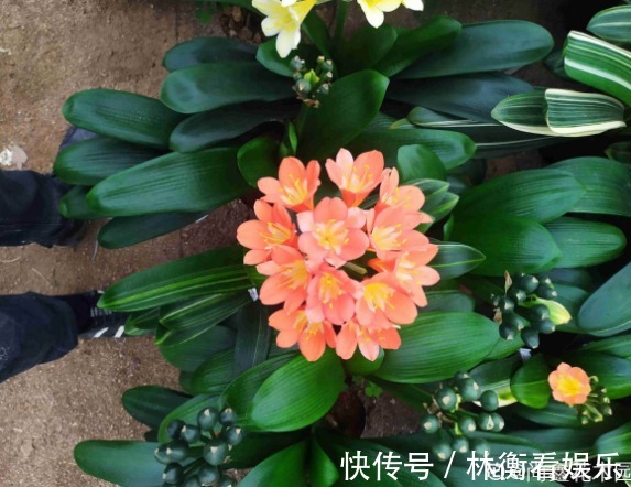 土君子兰|君子兰养了10年不开花,就是这个原因,看完就明白了!