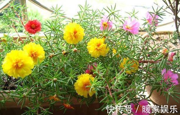 盆栽|比绿萝还好养的家居盆栽，好养易爆盆，最后一种好多人都不认识