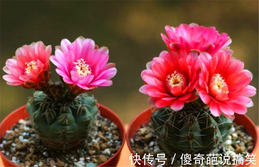 多肉也能花开爆盆，3种多肉人称“开花机器”，开花勤快又娇艳