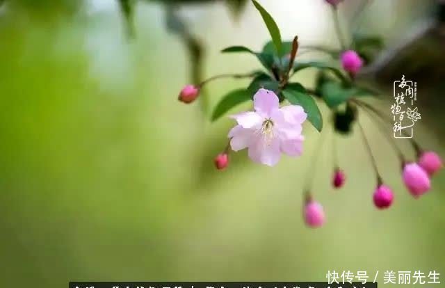 多肉——入了我的时光画卷!