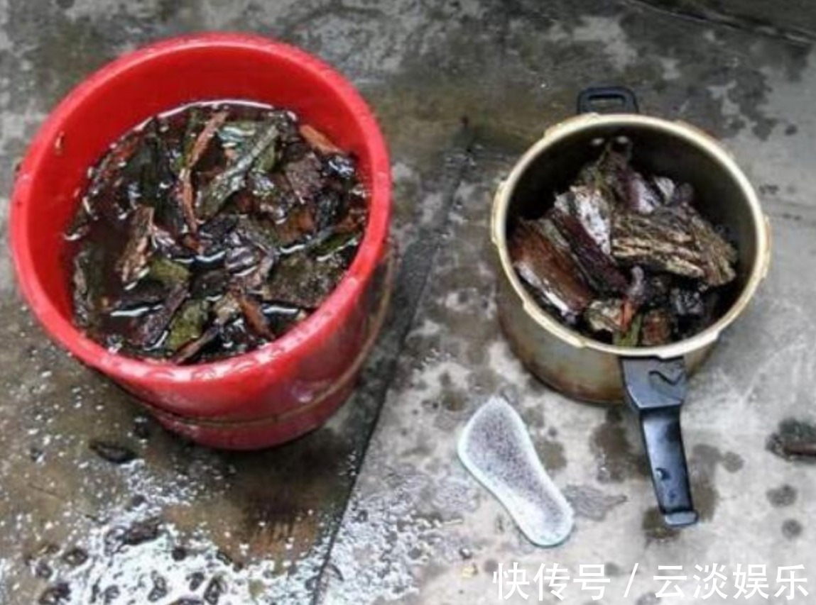 家中茶花生长慢,用上这“2物”,侧枝“直冒”,长成“大花灯”