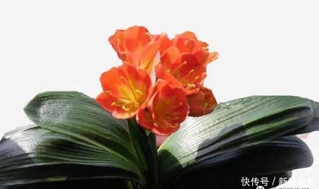 君子怀德,君子不器,君子中庸——论语中有关君子的语句