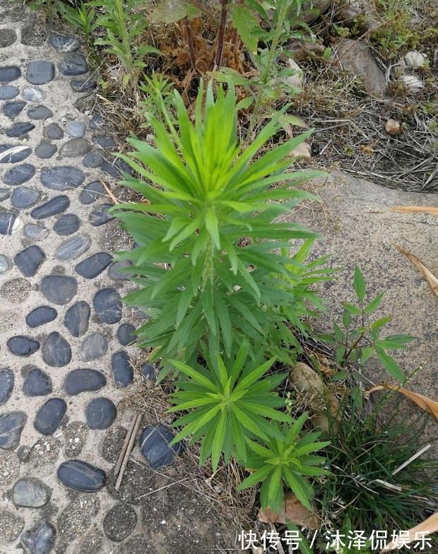 农民朋友|此物名为“醉酒草”，是治疗肠胃“特效药”，路边就有，见了带走