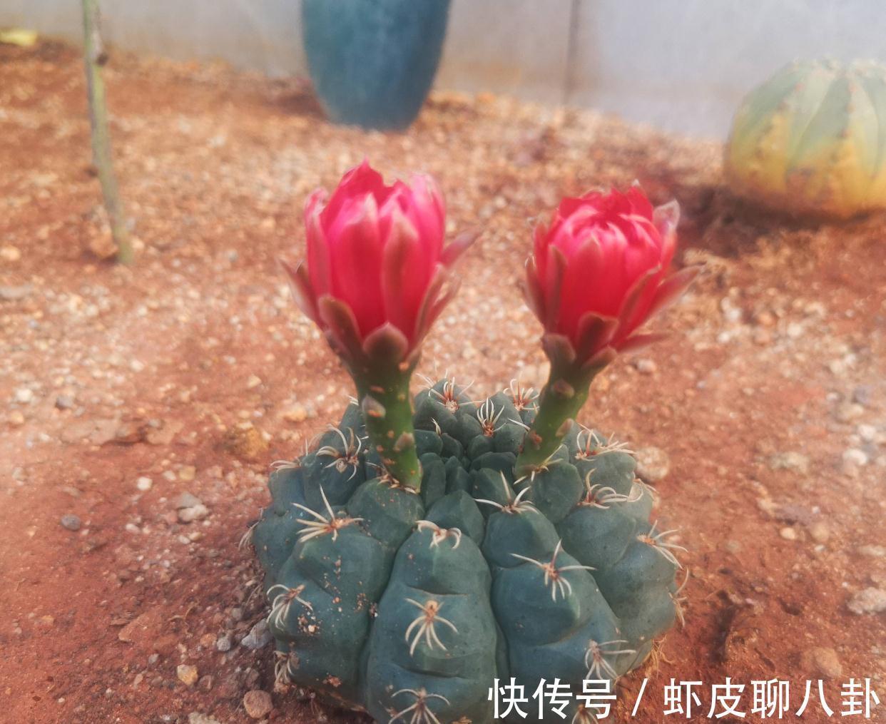 养仙人球就养一棵“绯花玉”，花瓣大、很美很好养、不止开一茬