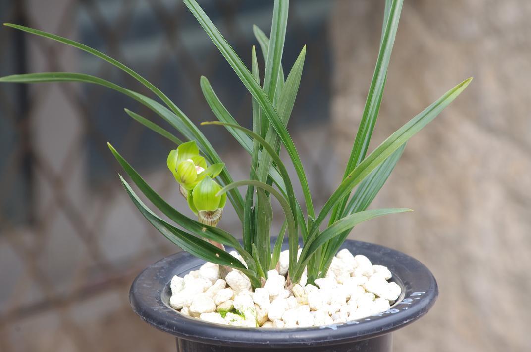 兰花|养兰花时,浇水后多“走1步”,兰花不再黄叶,反而新叶爆满盆