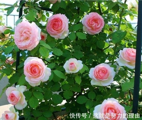 养花盆土易板结?教你几个小技巧,轻松解决,疏松肥沃,养啥旺啥