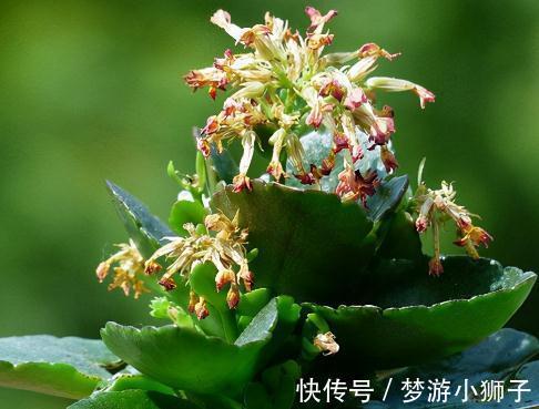 为什么别人家的长寿花,常开不败,秘诀都在这