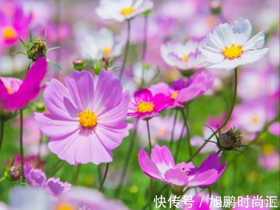 30种夏天花，热不死、晒不死，大半年都开花，还没病虫害