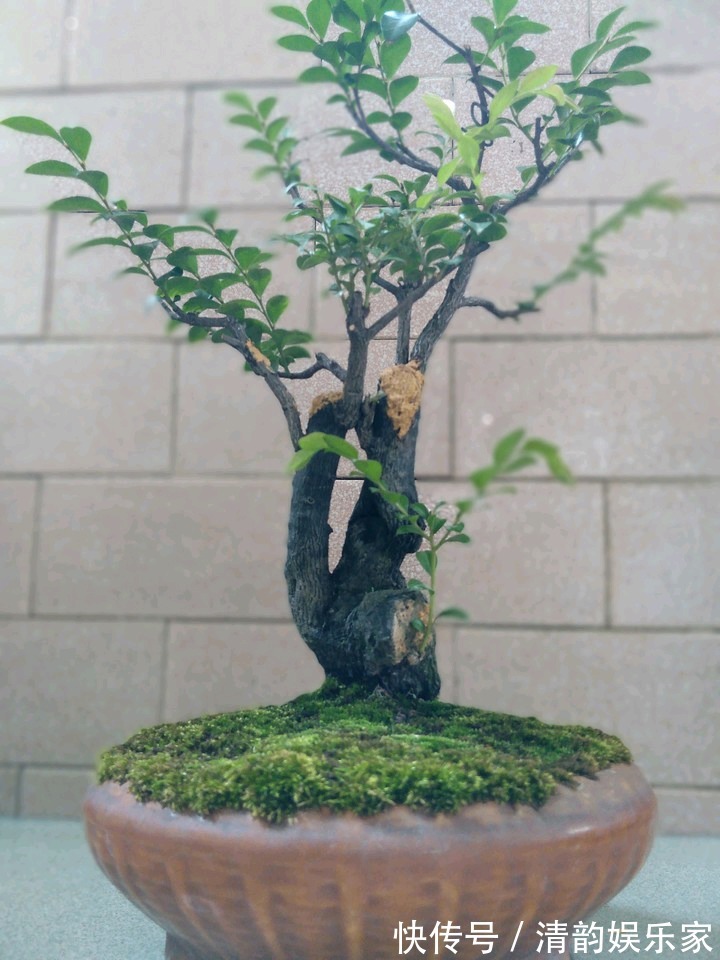 枝繁叶茂|养护黑骨茶盆景，注意5个事项，不黄叶卷叶，枝繁叶茂好造型