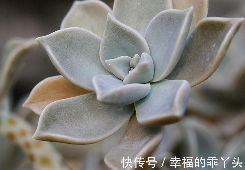 胧月,新手也可养成老桩的多肉,皮实又好养