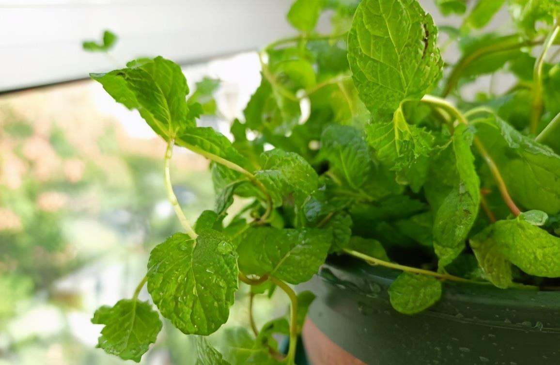把薄荷养到枝叶繁茂爆盆,从“3点”做起,三个月后大变样