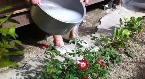 黄豆水养花太臭了试试把“它”埋土里,效果比黄豆水强多了