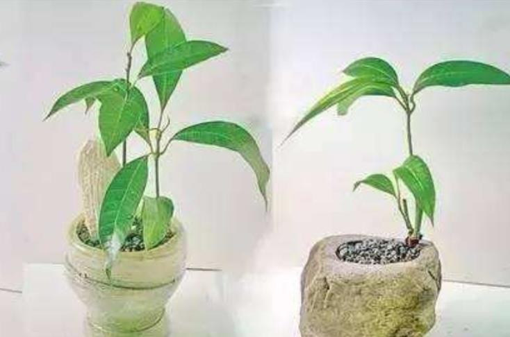 吃完2种水果,种子别扔,种到花盆里,长出美丽小盆栽