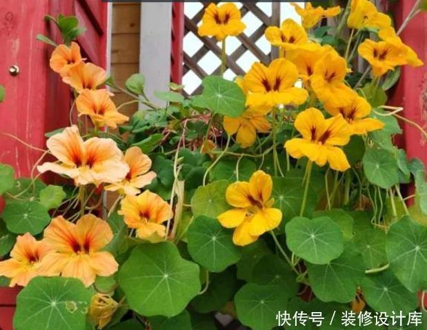 它是冬天里的“主角”,只需一粒种子,几个月就能花开上百朵!