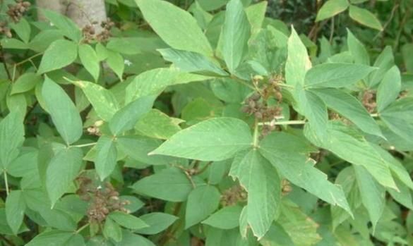 风湿|农村几种植物太强大，治风湿，腰腿痛，铁打损伤，你都见过吗