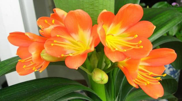 养君子兰做好关键这点,长得比大白菜还好,叶绿花艳一年开三次花