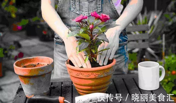 刚买的花说死就死，因为你没有做好这11点养花细节