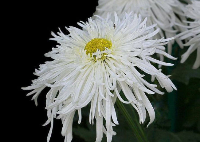 喜欢菊花,就养这几盆“菊中珍品”,似花中精灵,美艳优雅